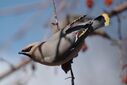 Bohemian-Waxwing.jpg