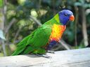 Rainbow-Lorikeet~0.jpg