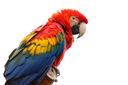 Scarlet-Macaw.jpg