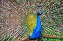 indian-peafowl.jpg