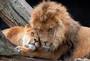 lion_and_lioness.jpg